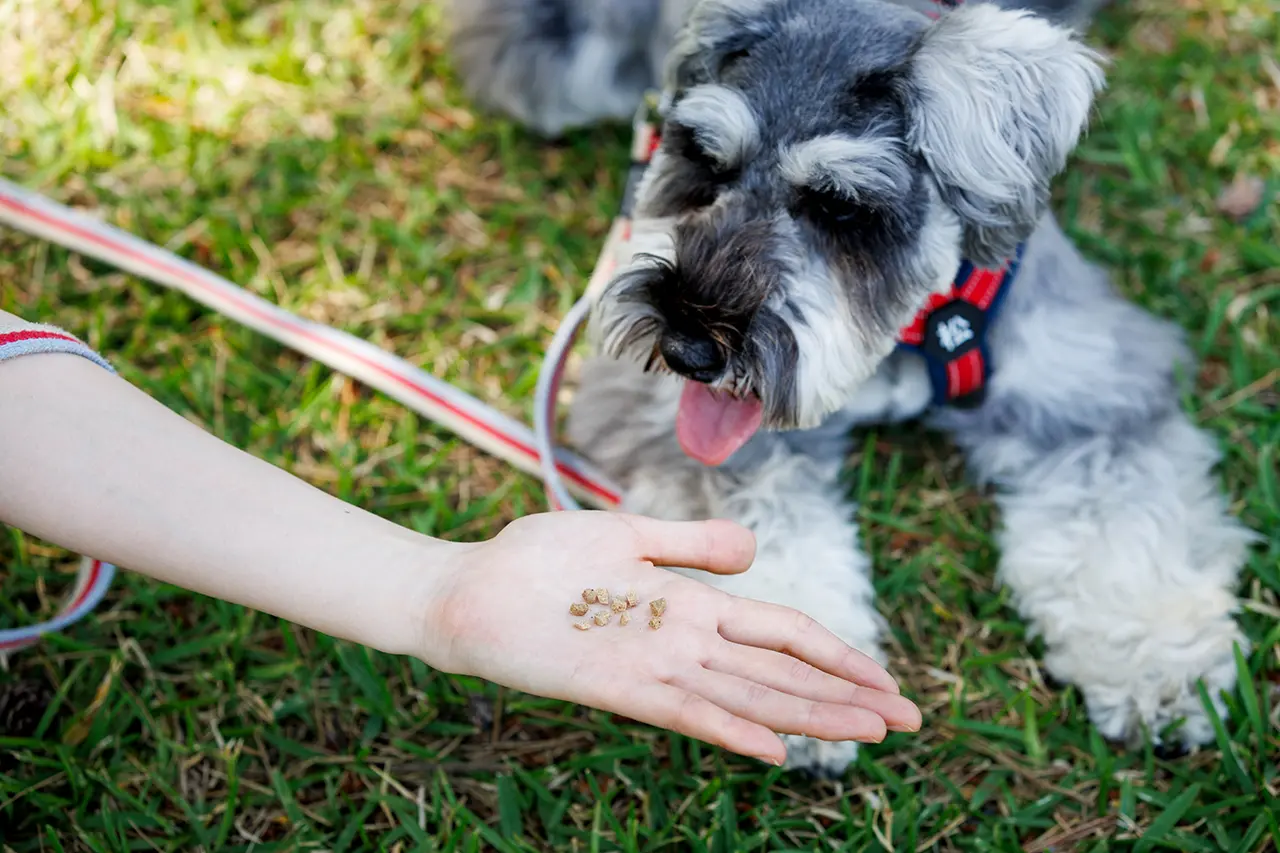 ご飯を割って犬にあげる様子